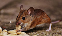 24 Hour & Emergency Exterminators in Boyd Tavern, VA
